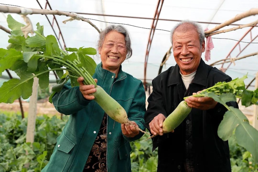 甘肃平凉适合种植什么水果_平凉农村种植致富_平凉适合种植哪些药材