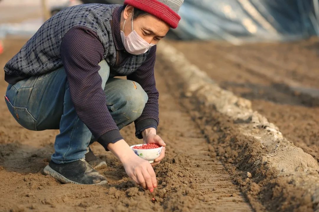 甘肃平凉适合种植什么水果_平凉农村种植致富_平凉适合种植哪些药材