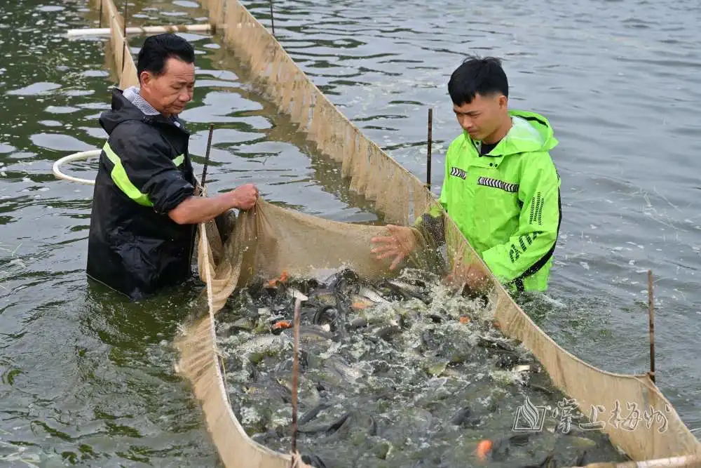 小鱼苗变身“摇钱树”！看广东平远鱼苗养殖专业大户30年育出的致富经