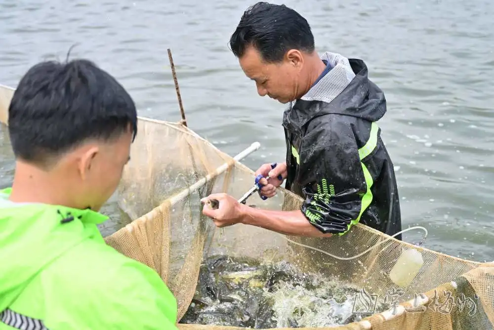 甲鱼养殖视频致富经_甲鱼养殖视频致富经_视频致富养殖甲鱼