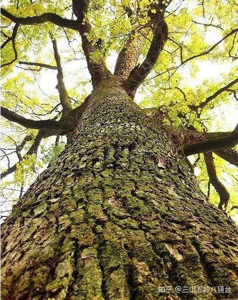 葛根适合北方种植嘛_孝感农业致富种植各种水果网_致富经江西种植葛根