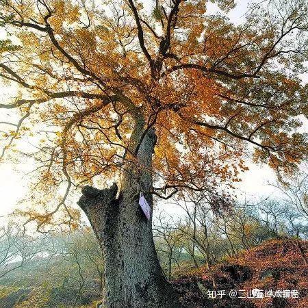 致富经江西种植葛根_葛根适合北方种植嘛_孝感农业致富种植各种水果网