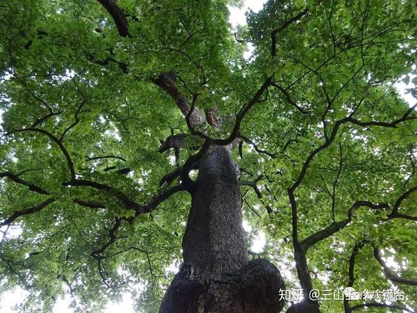 葛根适合北方种植嘛_致富经江西种植葛根_孝感农业致富种植各种水果网