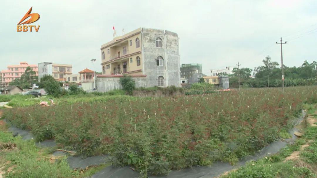 富民金边玫瑰花种植_致富经金边玫瑰花种植_致富玫瑰种植金边花好吗