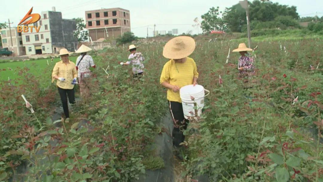 致富经金边玫瑰花种植_富民金边玫瑰花种植_致富玫瑰种植金边花好吗