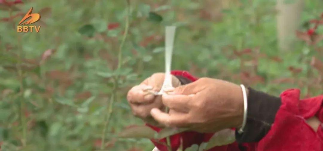 致富经金边玫瑰花种植_致富玫瑰种植金边花好吗_富民金边玫瑰花种植