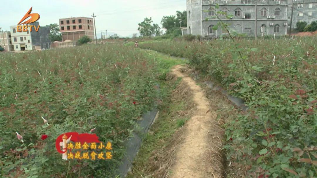 致富经金边玫瑰花种植_富民金边玫瑰花种植_致富玫瑰种植金边花好吗