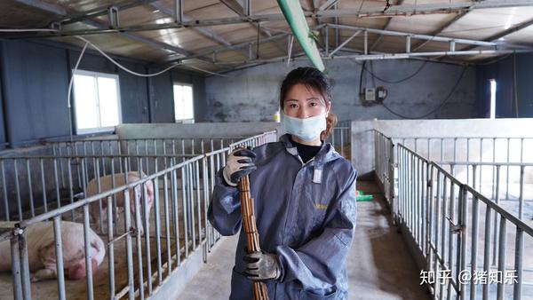 野猪生态养殖技术_野猪养殖生态技术规程_野猪养殖技术视频