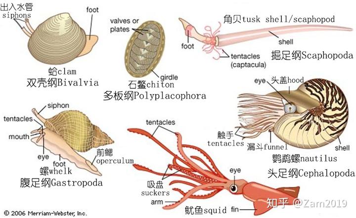 乌贼鱼养殖技术视频_乌贼的养殖技术_每日农经乌贼养殖视频