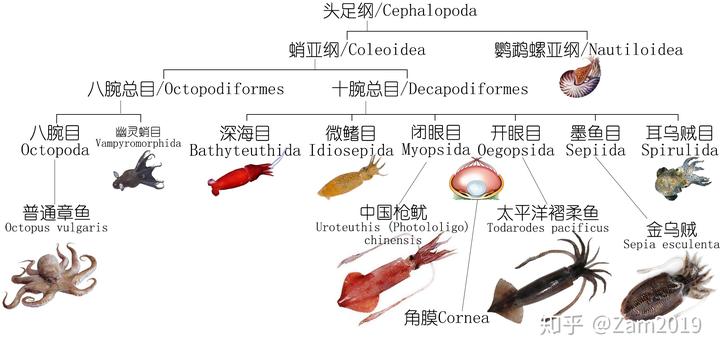 乌贼的养殖技术_乌贼鱼养殖技术视频_每日农经乌贼养殖视频