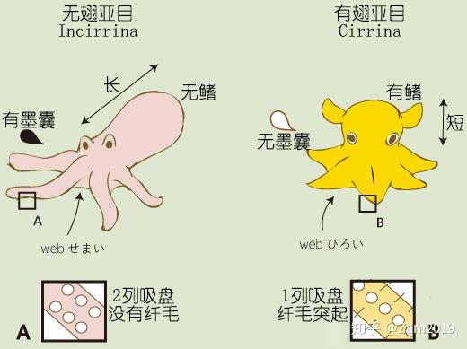 乌贼的养殖技术_每日农经乌贼养殖视频_乌贼鱼养殖技术视频