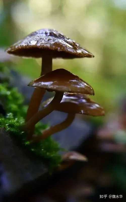 室内种植竹荪视频_层架竹荪种植技术_竹荪层架式大棚立体栽培技术