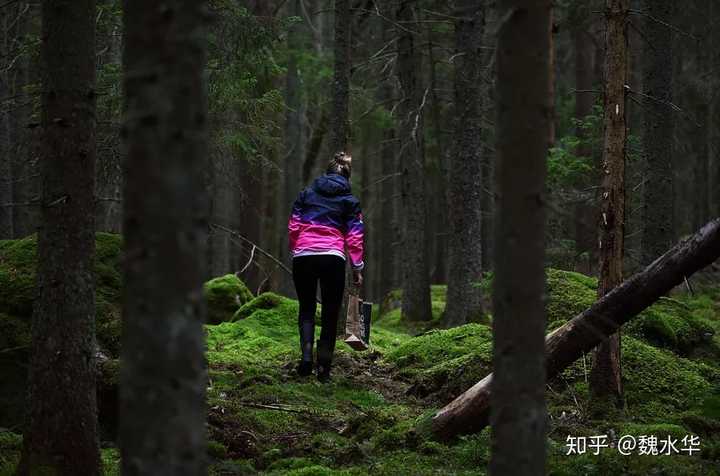 竹荪层架式大棚立体栽培技术_层架竹荪种植技术_室内种植竹荪视频