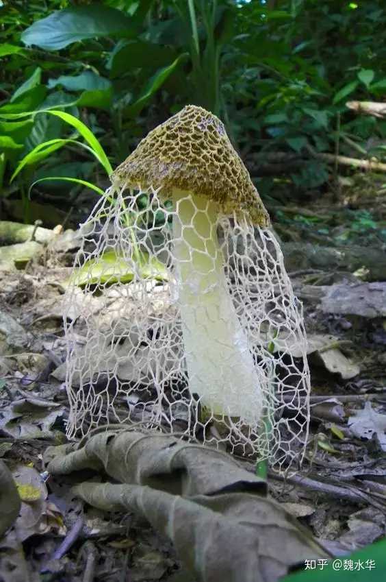 层架竹荪种植技术_室内种植竹荪视频_竹荪层架式大棚立体栽培技术