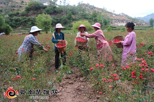 大姚县石羊镇：扶贫玫瑰花正艳