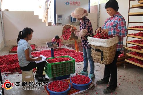 大姚县石羊镇：扶贫玫瑰花正艳