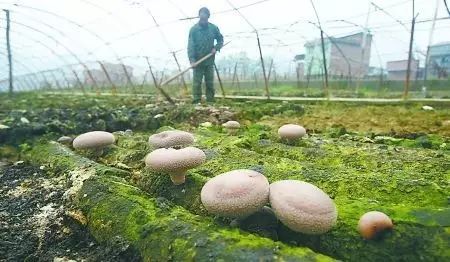 牛粪种地_牛粪种植致富方法_牛粪用来种什么农业好