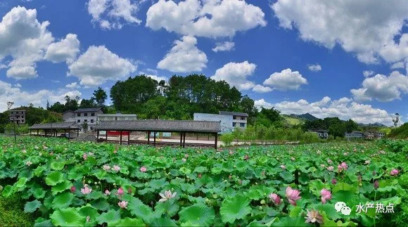 致富经养巨型淡水龙虾_巨型淡水龙虾有苗卖吗_巨型致富龙虾淡水养殖方法