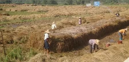 牛粪用来种什么农业好_牛粪种植致富方法_牛粪怎么种菜