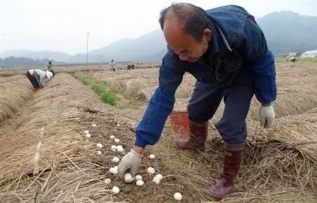 牛粪种植致富方法_牛粪用来种什么农业好_牛粪怎么种菜