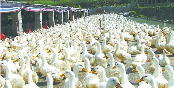 番鸭种鸭养殖技术视频_种番鸭冬季养殖技术_种番鸭饲养管理技术