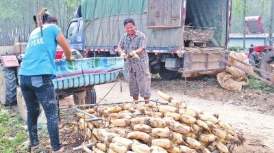 民权农民种“致富藕” 获丰收交“莲花运”