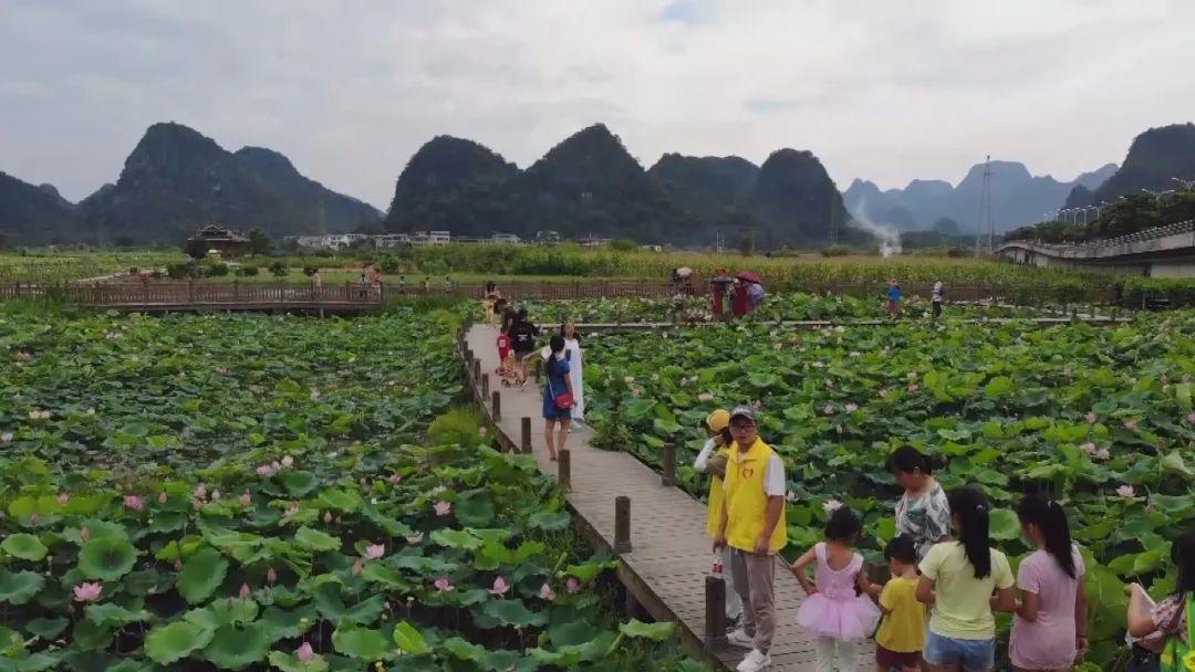 致富经灵芝养鸡_灵芝宴致富经_致富经灵芝