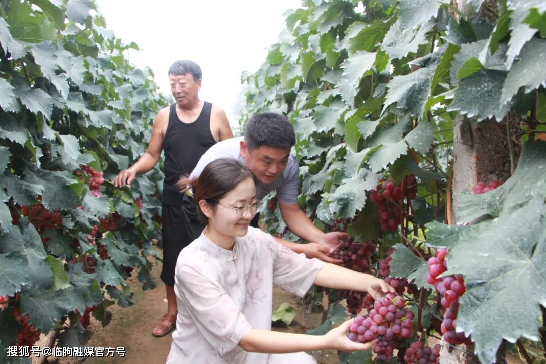 打造乡村振兴齐鲁样板 | 辛寨街道：“甜蜜产业”铺就致富路