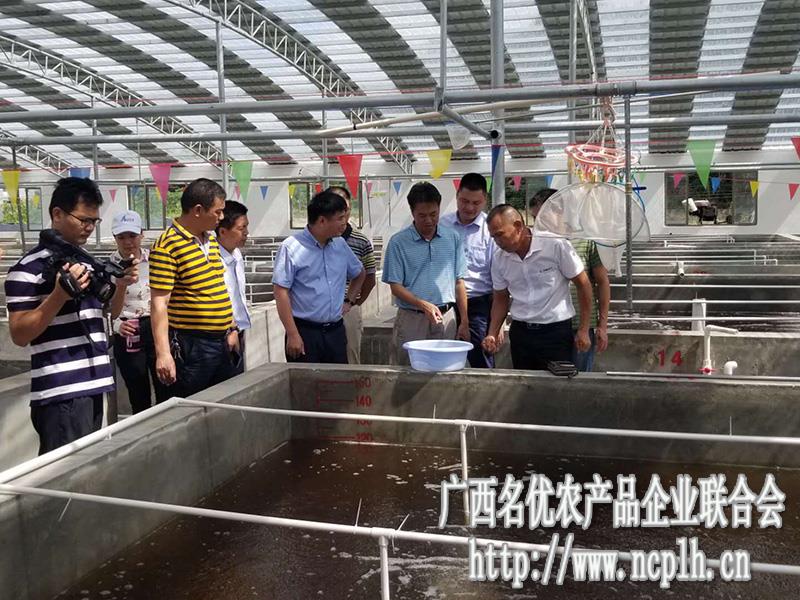 致富经室内养虾视频_虾养殖致富_致富经养虾