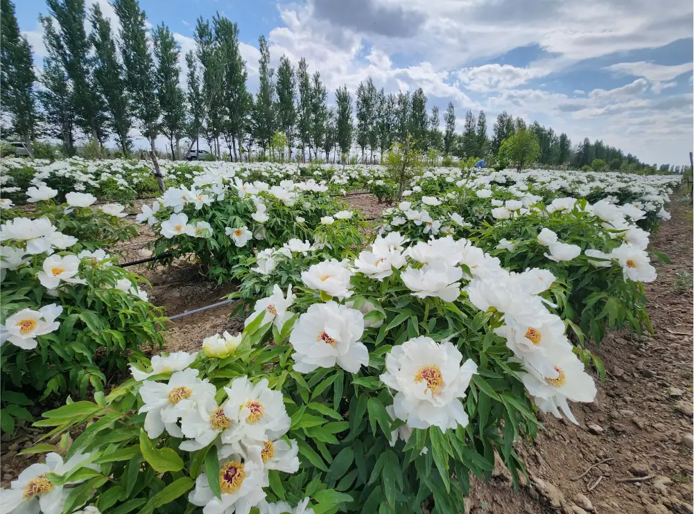 “老风口”花开遍地 油用牡丹种植助力增收致富