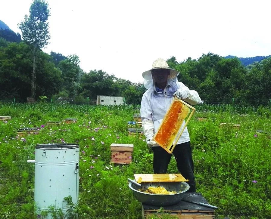 致富养殖黄蜂怎么样_致富养殖黄蜂图片_养殖黄蜂致富