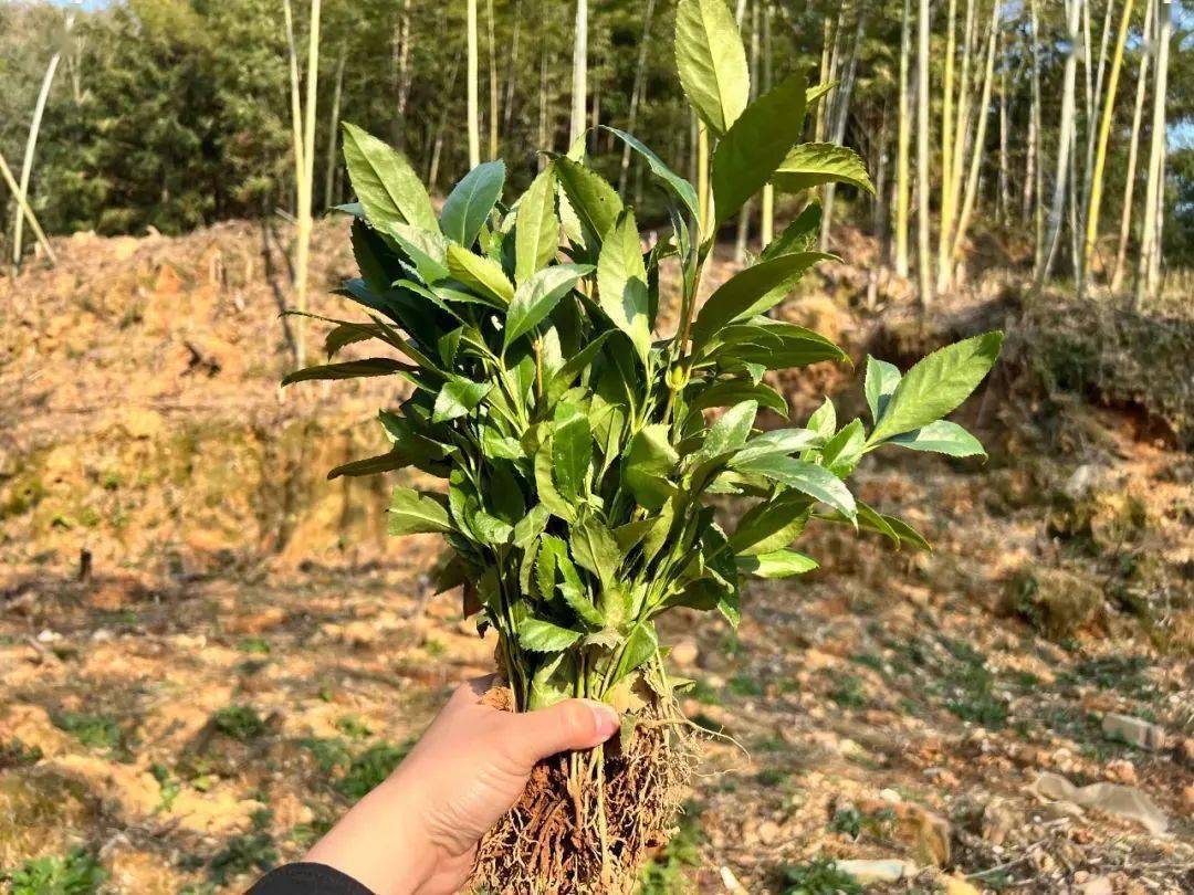 种植菌种前景怎么样_菌致富种植林下能种植吗_林下菌种植致富