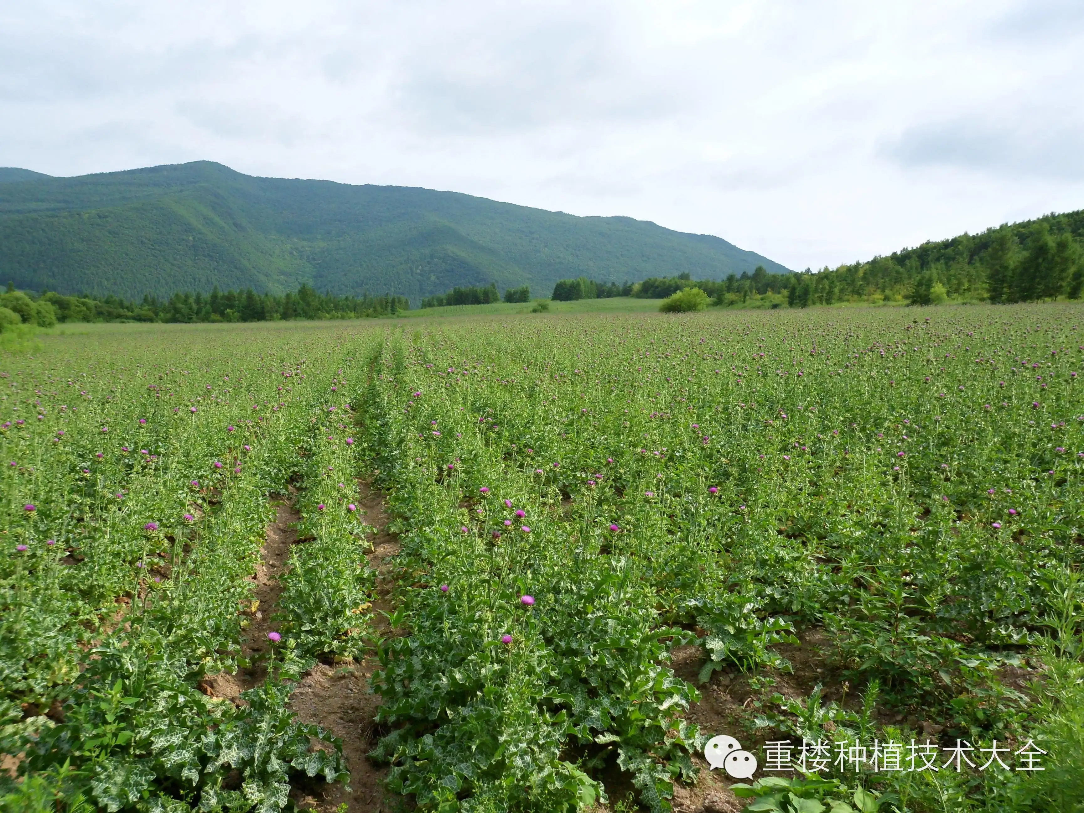 【重楼种植技术大全】药材种植经验谈