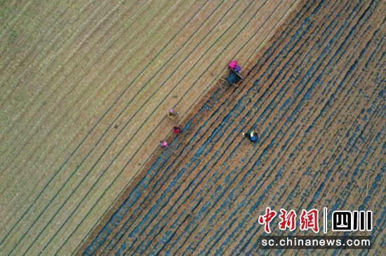 西充：乡村种下“致富花”