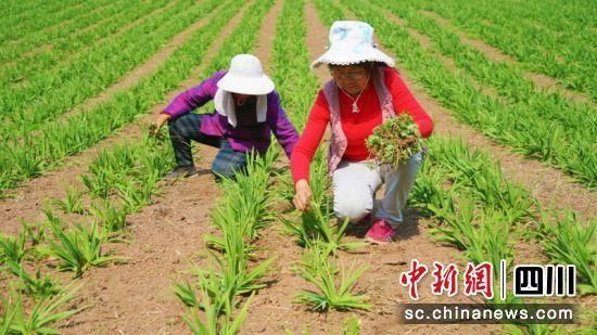 农民种植花卉致富_农村种花致富能人_种花致富经