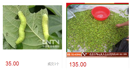 致富豆虫养殖青菜怎么样_养殖豆青虫一年能赚多少钱_豆青虫养殖致富