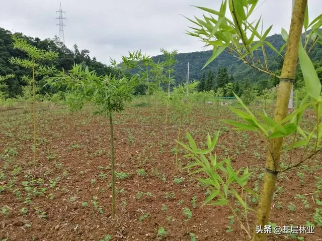 南方乡下手上有30亩林地，种植什么经济林好？