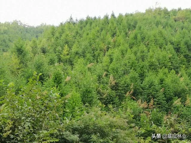 荔枝种植致富项目_荔枝种植利润_致富种植荔枝项目介绍