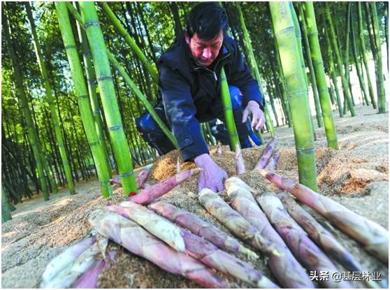 荔枝种植利润_致富种植荔枝项目介绍_荔枝种植致富项目