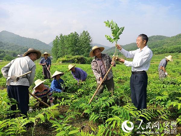 安徽青阳：产业做支柱 致富有门路