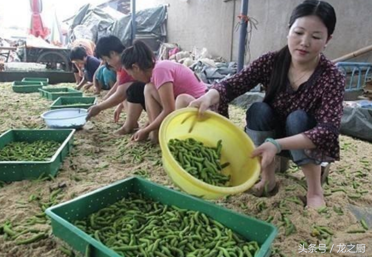 豆青虫养殖致富_养殖豆青虫一年能赚多少钱_致富豆虫养殖青菜怎么样