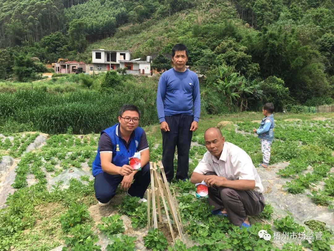 广西南瓜亩产量一般是多少公斤_广西南瓜种植技术_广西种植南瓜致富