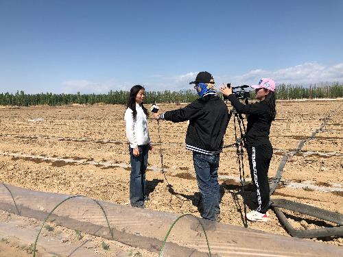 露地甜瓜种植整枝视频_露天甜瓜种植技术视频_甜瓜露地种植技术视频