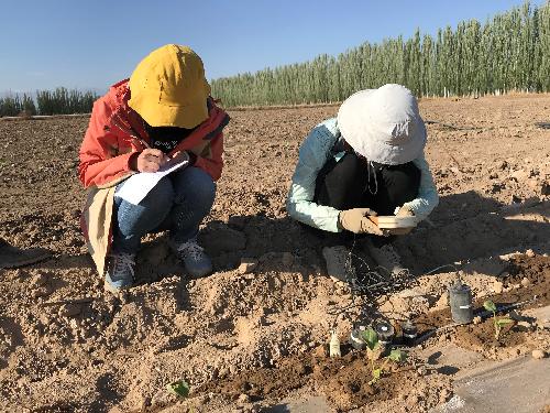 露天甜瓜种植技术视频_露地甜瓜种植整枝视频_甜瓜露地种植技术视频