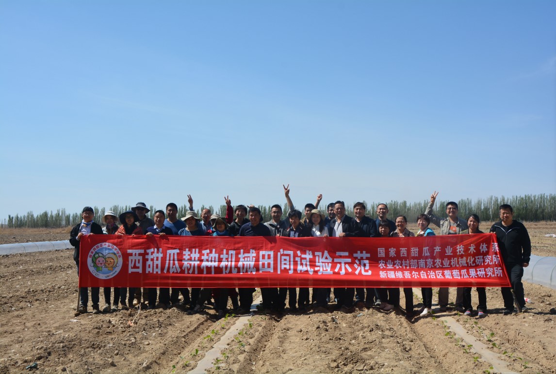 露地甜瓜种植整枝视频_甜瓜露地种植技术视频_露天甜瓜种植技术视频