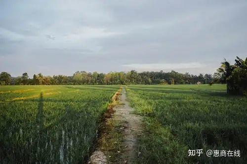 湖南农村致富项目_湖南农村种植致富_湖南农村种植什么最赚钱