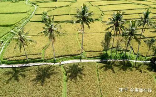 湖南农村致富项目_湖南农村种植什么最赚钱_湖南农村种植致富