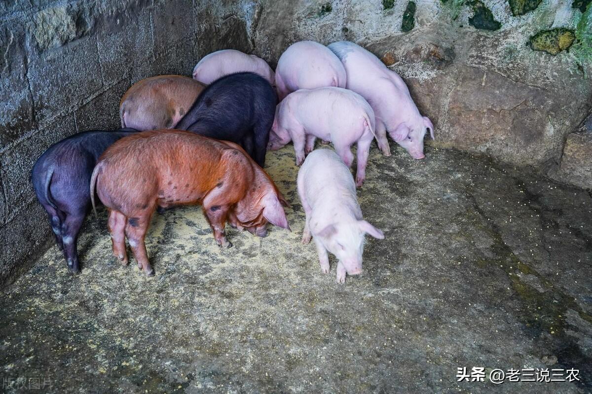 致富经养殖小香猪_香猪养殖赚钱吗_致富养殖香猪小说全文