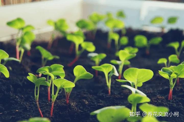 野红萝卜种植技术_种红罗卜枝术_红萝卜种植视频