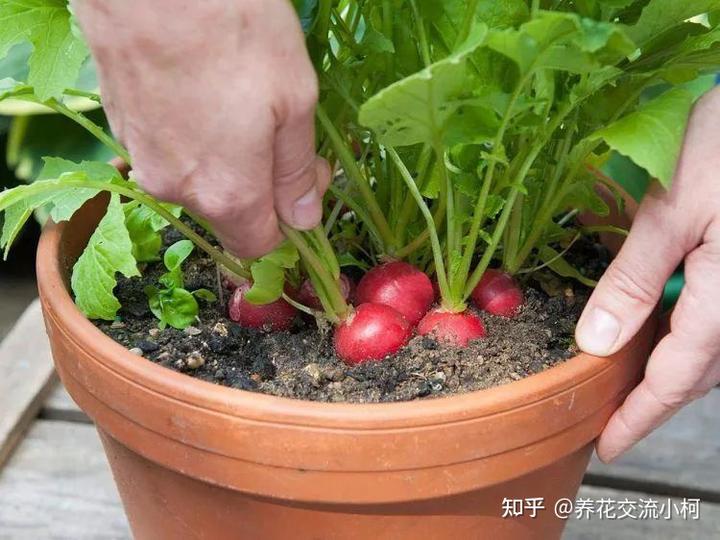 红萝卜种植视频_种红罗卜枝术_野红萝卜种植技术